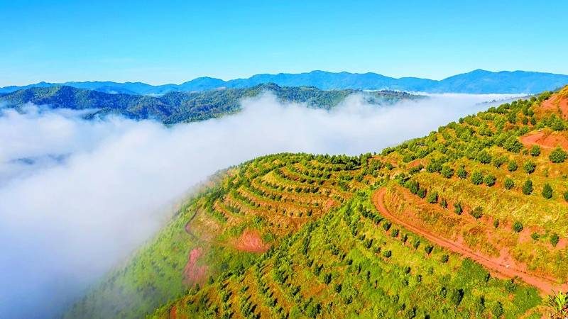 1768532511609014.jpg 50.jpg