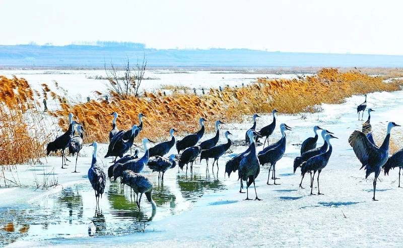 1768540491232070.jpg 66.jpg